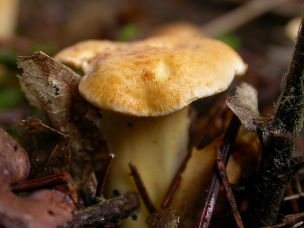 Chanterelle commune